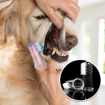 Brosse à Dent pour Chien : La Solution Idéale pour l'HygiÚne Bucco-Dentaire de Votre Compagnon