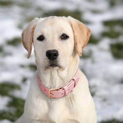 collier -chien- rose plus grand