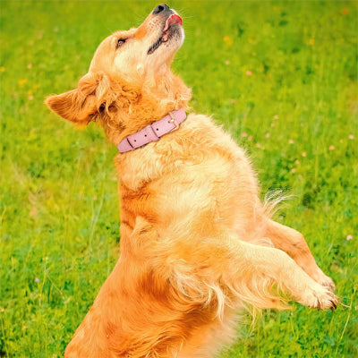 collier- chien -rose-