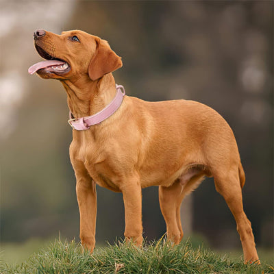 collier -chien rose