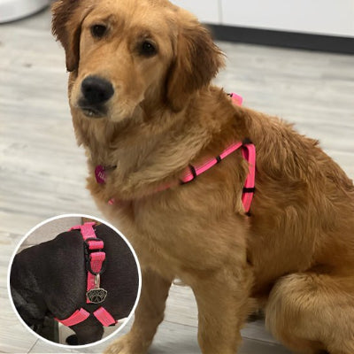 Transformez Vos Promenades en Moments de Pur Bonheur