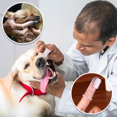 Réduisez les Frais Vétérinaires de 80% Grâce à une Meilleure Hygiène Dentaire