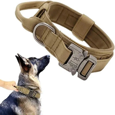 Un Collier Chien Conçu pour la Performance et la Sécurité