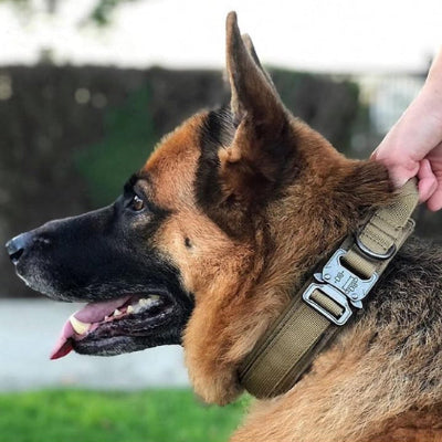 Le Collier pour Chien : Robustesse et Confort pour Votre Compagnon