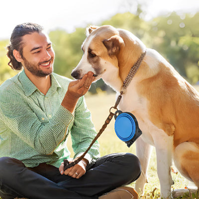 Gamelle Chien Double Pliable : L'Accessoire Indispensable pour Votre Compagnon