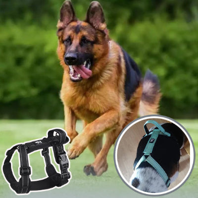 harnais  chien réglable et ajustable 