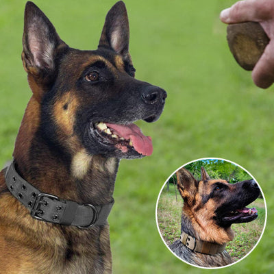 collier chien noire 