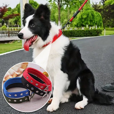 Le Collier de Chien Ultime : Confort et Sécurité pour Votre Compagnon à Quatre Pattes