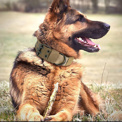 collier chien  élégant  