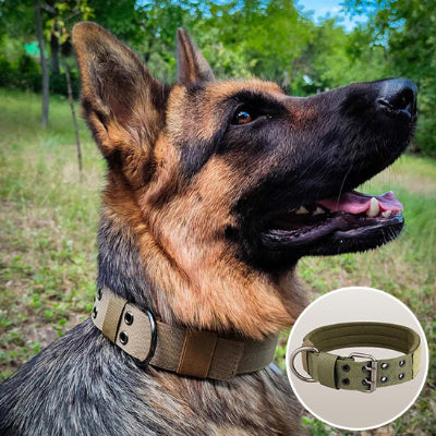 collier chien vert militaire 