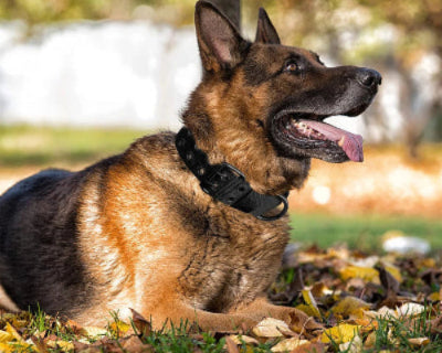 collier chien élégant 