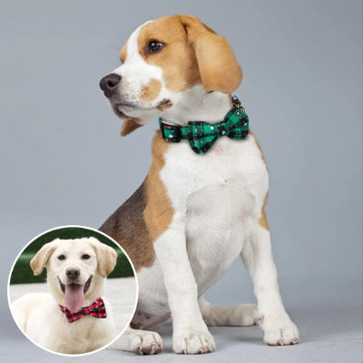 deux chien avec collier de noël