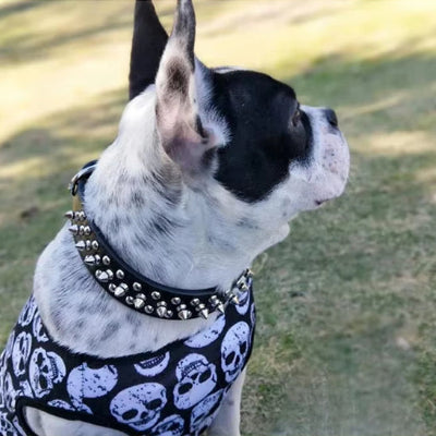 confortable le collier chien 