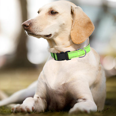 collier chien vert 