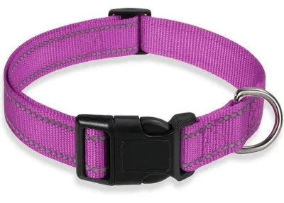 collier chien violet 