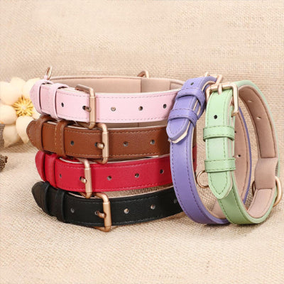 collier- chien-