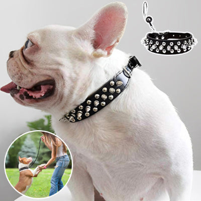 collier chien polyvalent 