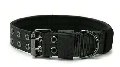 collier chien élégant 