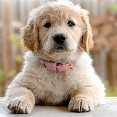 collier chien- rose