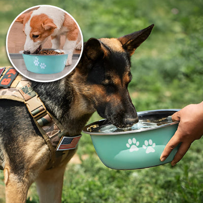 gamelle chien  suit votre animal partout 
