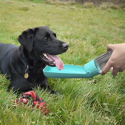 gourde pour chien  efficace 
