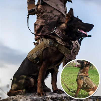 Le Harnais Chien Ultime pour le Confort et la Sécurité de Votre Compagnon
