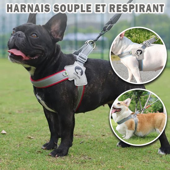 Harnais chien - Planet de chiens