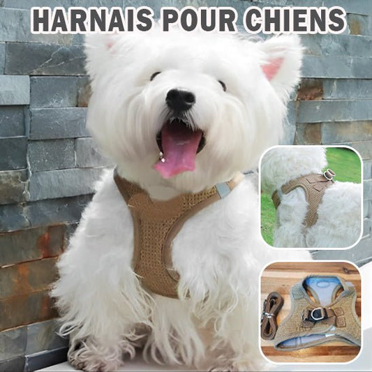 Harnais chien - Planet de chiens