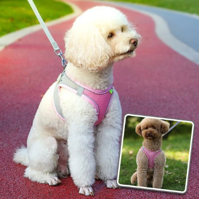 Le Harnais Chien Parfait pour Votre Petit Compagnon