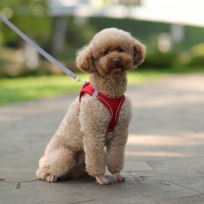 Un Harnais Chien Polyvalent pour Toutes les Situations