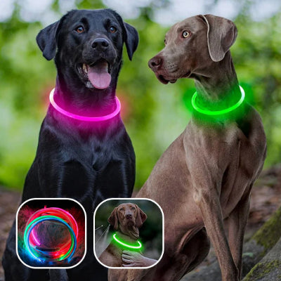 collier lumineux chien  sécurité optimale