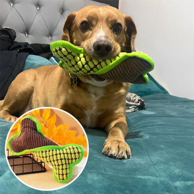 jouet pour chien  son stress 