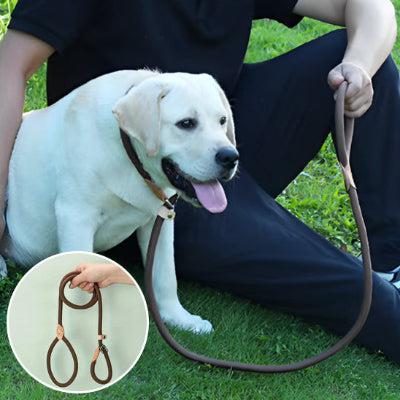 Laisse pour Chien Éducative : L'Accessoire Indispensable pour des Promenades Sécurisées