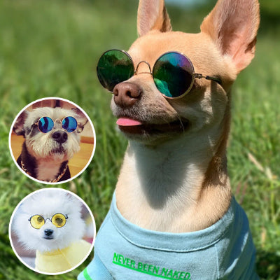 lunette pour chien son sont polyvalente 